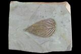 Detailed Fossil Hackberry Leaf - Montana #99434-1